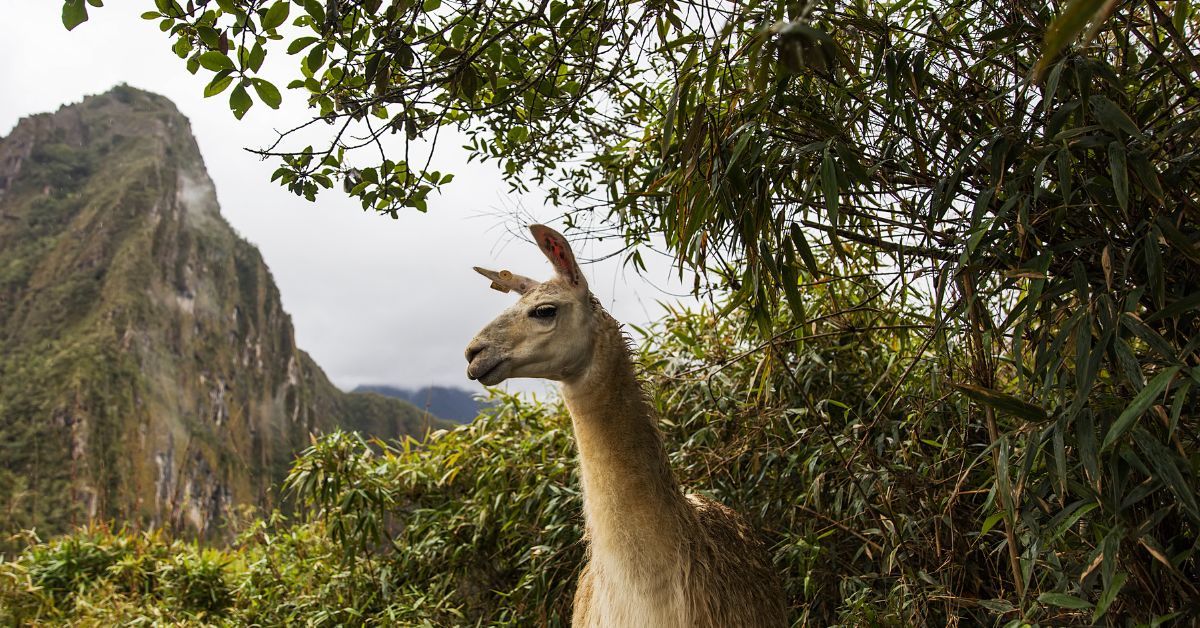 Llama en Machu Pichu