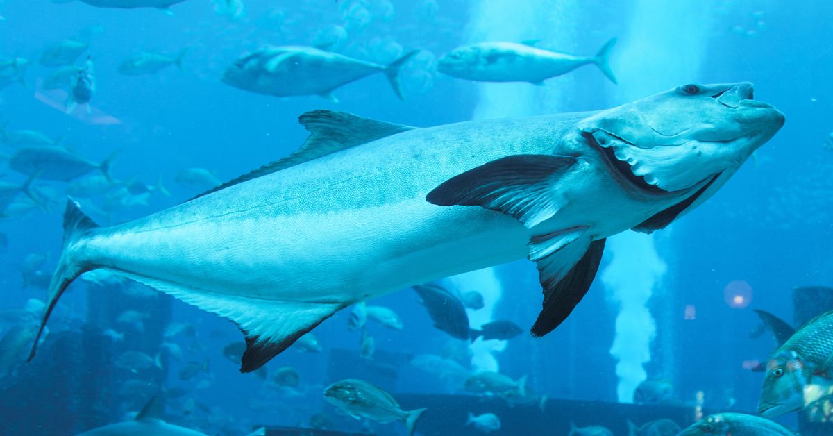 Aquarium in Dubái Mall