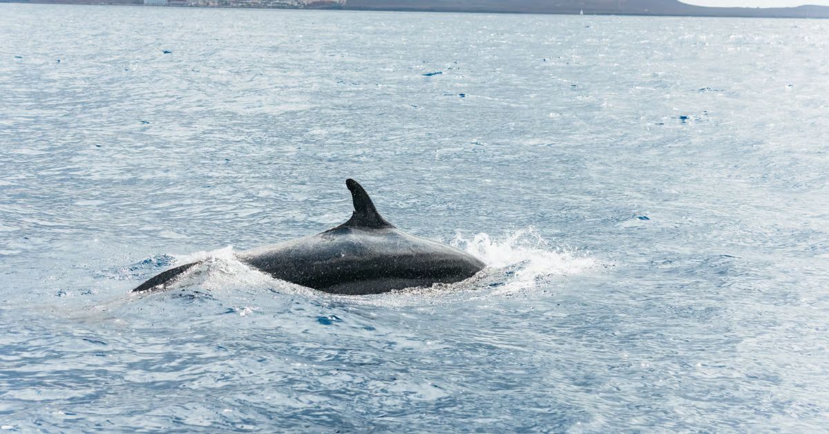 Ballenas avistadas en mar de Los Cristianos, Tenerife