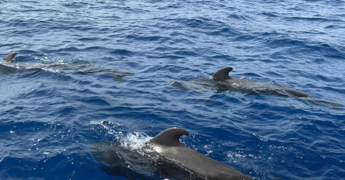 Ballenas en mar de Los Cristianos, Tenerife, España