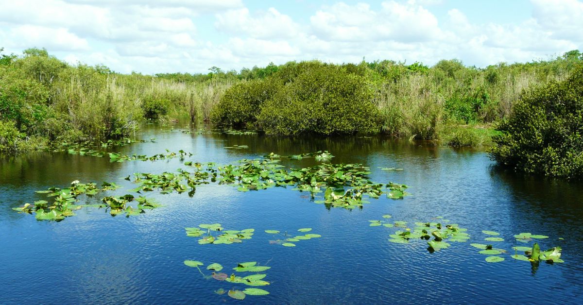 Parque Nacional de los Everglades, Florida