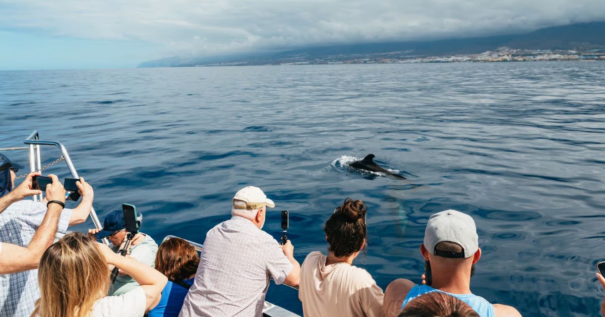 Turistas avistan ballenas en mar de Los Cristianos, Tenerife