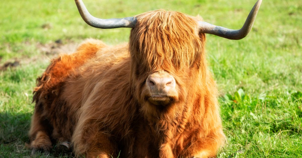 Vacas en Tierras Altas de Escocia